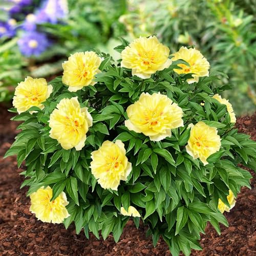 Pfingstrosen Pflanzen Winterhart Itoh Yellow Passion - 1 Wurzel - Päonien Hybride - Mehrjährige Staude - Pflanzen aus Holland für Garten und Topf (kein Samen, Zwiebeln, nicht künstlich)