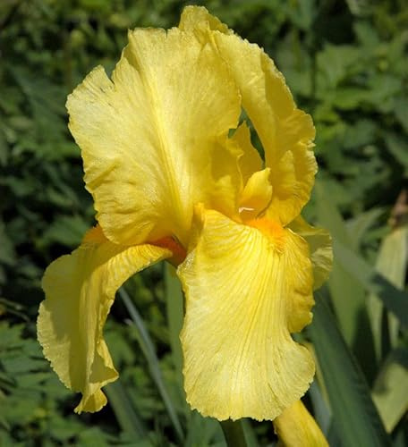 Zwergschwertlilie Baria - Iris barbata nana - lebende Gartenpflanze aus den Baumschulen