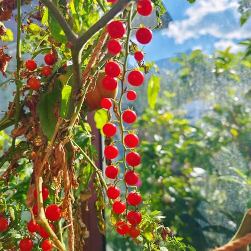 tomatensamen freiland, bodendecker winterhart alte sorten bio balkon hochbeet garten alte sorten 50pcs