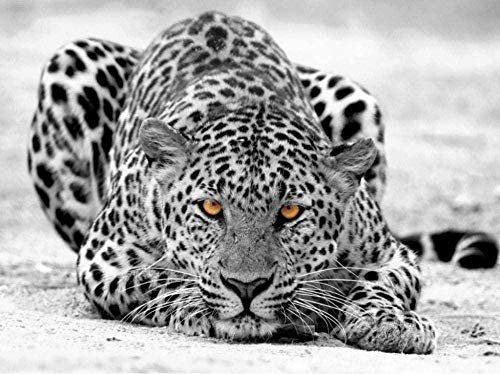 Papel Tapiz Fotográfico 3D De Leopardo De Las Nieves Gris Papel Tapiz Con Motivos Papel Tapiz No Tejido Pared Pintado Papel Tapiz 3D Decoración Dormitorio Fotomural Sala Sofá Mural-150cm×105cm