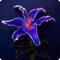 Lilienzwiebeln,Lilien Knollen Winterhart,Lilien Pflanze,Zwiebelblumen,Winterhart MehrjäHrig,Zarte,Duftende BlüTen,Lilien Zwiebeln Winterhart,Lilium Asiaticum,Winterhart-10Zwiebeln-E