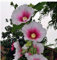 Plentree Paquete de semillas: sementes reales pr barato nuevo jardín casa bonsái 20pcs / lote malva país romance mezcla alcea rosa floración: 2