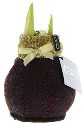 Exotenherz - Amaryllis-Zwiebel in Wintersocken Fashion Elegant rot-gold