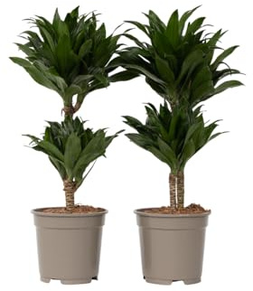Plant in a Box - Dracaena deremensis 'Compacta' - Kvantitet: 2 - Dracena - Drakträd - Grön, Vit - Krukväxt - Krukstorlek 17 cm - Höjd 50-65cm