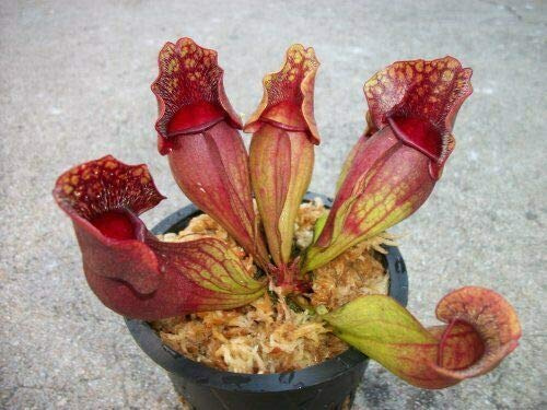 Carnivorous Purple Pitcher Plant (Sarracenia Purpurea Venosa) - Bare Root Rhizome