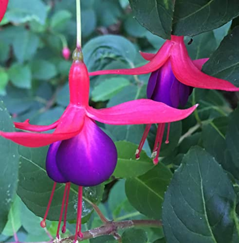 Fuchsia Pack 6 Plantas Naturales (Pendientes de la reina) maceta de 13 cm