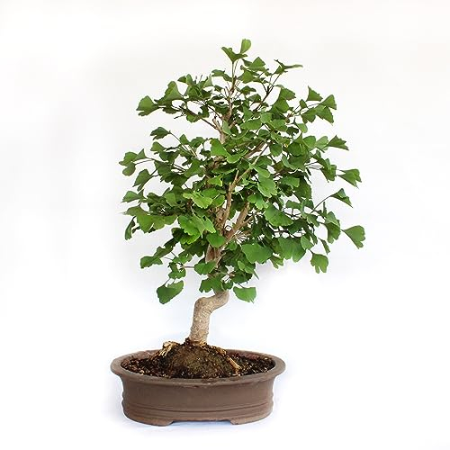 KENTIS - Ginkgo Biloba Bonsai - Echter Bonsai Outdoor - Garten Balkon Terrasse Pflanze - H 65/75 cm Topf Ø 35 cm