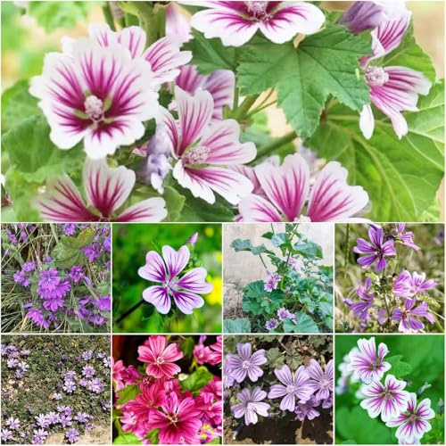 semillas malva sostenible perennes (malva - sinensis) de verano, de pradera perennes resistentes 400pcs