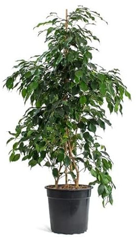 Árbol Natural Vivo Ficus Danielle de unos 100cm de Altura Aproximadamente