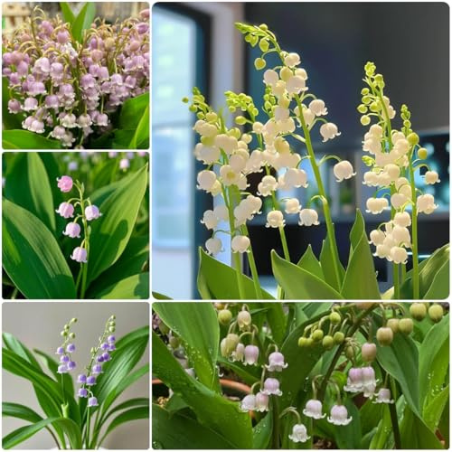bulbos de lirio de los valles, perenne resistente, comprar de primavera jardín de rocas 15pcs