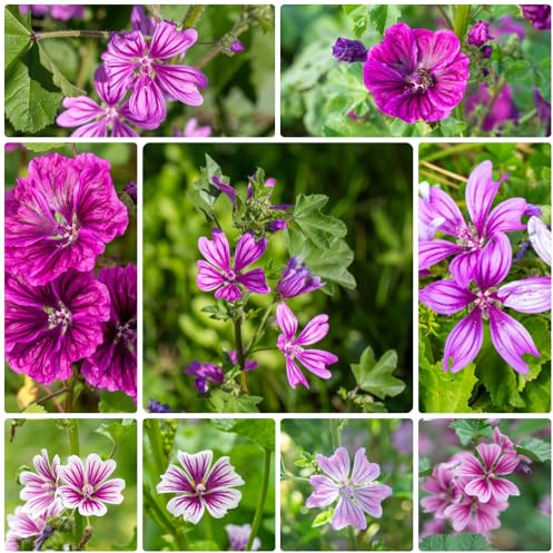 Semi di malva, resistenti al freddo in vaso per arredamento ufficio rampicanti raro giardino roccioso giardino varietà tradizionali da interno recisi800pcs