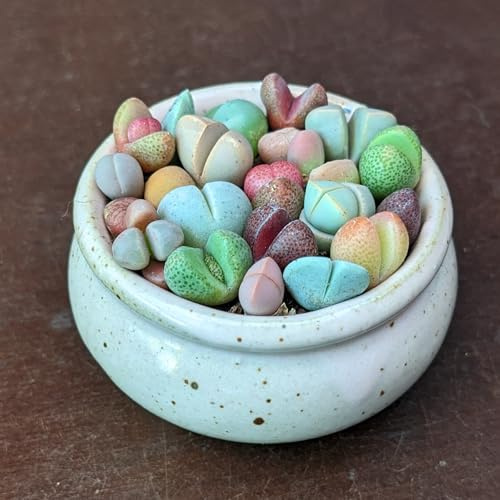 SUNNYPLANTS - Lebende Edelsteine Samen, Lithops Samen, Mesemb Samen, Lebende Steine Samen, Sukkulenten Samen, Kaktus Samen (100)