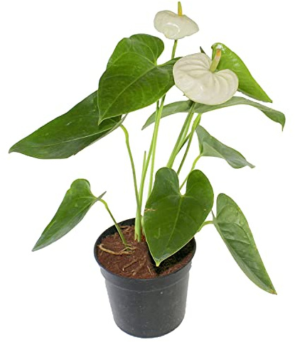 Mini Anthurium Blanco Planta Natural de Interior con Flores Blanca