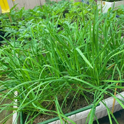 Semi di cipollina - semi di aromatiche da cucina Allium tuberosum - acquistare di invernali 200pcs