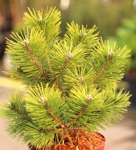 Nain de pin arbustif japonais - Pin Pinus densiflora Jane Kluis - 20-25 cm