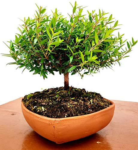 POWERS TO FLOWERS - MIRTO BONSAI IN CIOTOLINA COCCIO BASSA 14X14CM, pianta vera