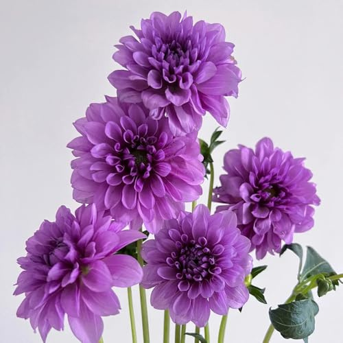 7bulbos tubérculos de dalia, perenne resistente exóticas, Comprar dalia de otoño, primavera acónito de invierno