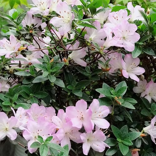 semillas resistentes de rododendro - cama de balcón, jardín azalea, cobertura del suelo, 300pcs