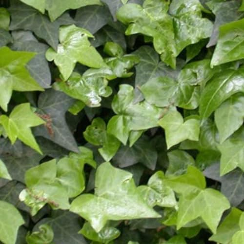 6x Gemeiner Efeu - Hedera helix - Topf 9x9cm
