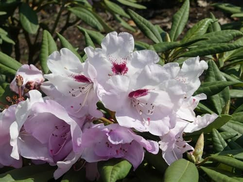 Rhododendron Hybride Etosha - Grossblumige Alpenrose 30-40 cm