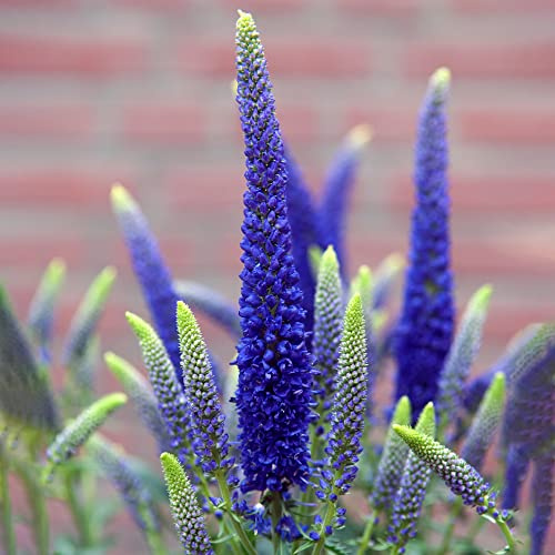 GardenersDream Veronica First Glory – Hoch Ausgezeichnete Winterharte Mehrjährige Ehrenpreis Pflanze – Schöne Laubabwerfende Blühende Strauch – Zierpflanze für Beete, Patio & Balkon (inkl. 9cm Topf)
