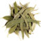 Eucalipto Hoja Suelta Infusión Orgánico - Suave Y Balsámico Para La Garganta - Eucalyptus Bio Eucaliptus