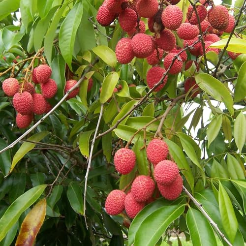 Vivai le Georgiche - Pianta vera di Litchi chinensis Kway May Pink Ciliegia della Cina - vaso Ø 18 cm - altezza alla vendita 60-80 cm