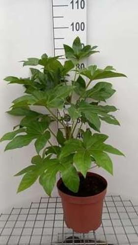 Fatsia japonica (aralia_sieboldii) - Aralie Du Japon, Fatsie Du Japon 60- + cm en pot