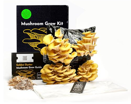 Urban Farm-It Mushroom Growing Kit (XL Golden Oyster) | Gardening Gifts for Women, Men & Kids | Code to Claim Free Spawn & Begin Growing When Ready | Fun, Educational, Easy to Use & Delicious to Eat
