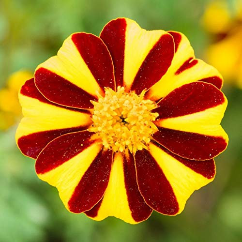100 Marigold Tagetes Patula Dwarf French Mr Majestic Seeds - 100 Seeds