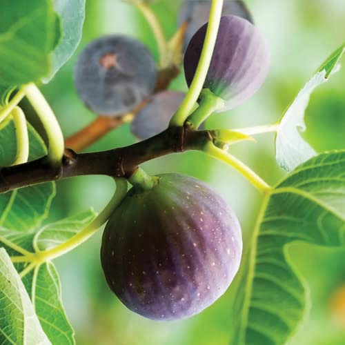 You Garden - 3 x Fig Tree 'Brown Turkey' in a 9cm pots - Hardy Fruit Plant for Gardens - Potted Garden Ready Fig Tree Perfect for Plant Pot or Outdoor Plants