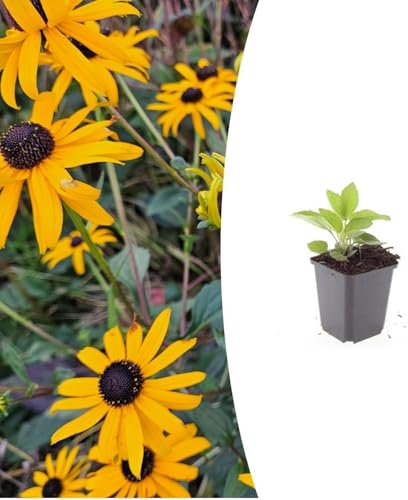 Rudbeckia fulgida 'Goldsturm' | 6 st - 10-25cm - Ø9cm - Trädgårdsväxt