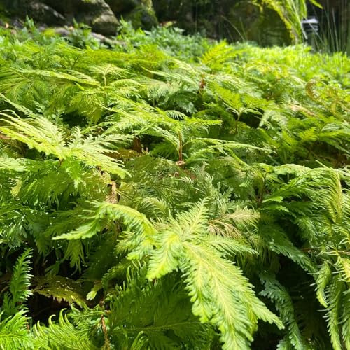 rose von jericho, topfpflanze zimmerpflanze blumenzwiebeln exotische winterhart deko seltene 5zwiebeln