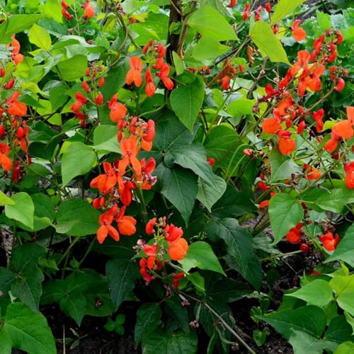 feuerbohnen - bohnensamen bio kletterpflanzen frühlingsblume prunkbohnen pflanzenliebhaber geschenke gemüsesamen alte sorten topfpflanzen herbst deko bio bonsai gemüsesaat grünpflanzen 80samen