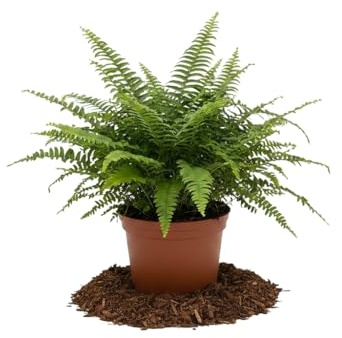 DECOALIVE Nephrolepis Exaltata Helecho de Boston con Maceta de 12 Centímetros Planta Fácil de Cuidar para Casa y Trabajo