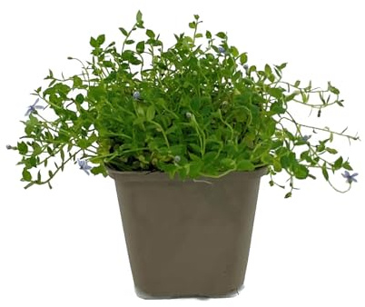 Isotoma fluviatilis von Intragarten blauer Bubikopf Bodendecker im Topf