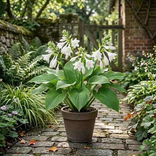 Bulbi di hosta- Rizoma di Hosta-Compatti- Naturali- Intatti, Freschi，Robusti-4 Rizoma