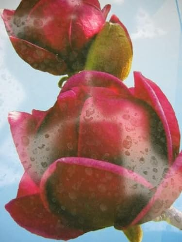 Magnolie Genie ® - Magnolia x soulangiana - Tulpenbaum - Blütengehölz - duftend - 60-80cm