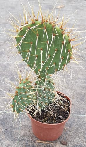 Opuntia phaeacantha/Conteneur de 0.5 à 0.9 litres/Cactée