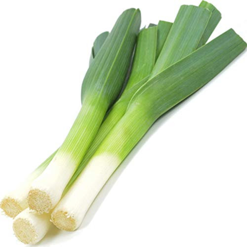 Welldales 50 Giant Leek Seeds British Winter Hardy Premium Vegetable Plant Packs