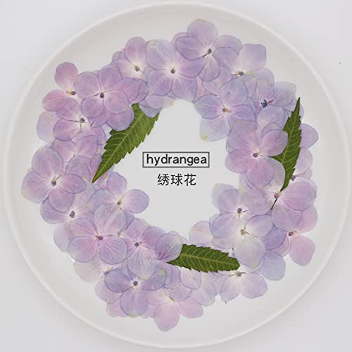 Crysdaralovebi Lot de 120 fleurs d'hortensia séchées naturelles séchées et pressées pour bijoux, marque-page, étui de téléphone, scrapbooking, bricolage