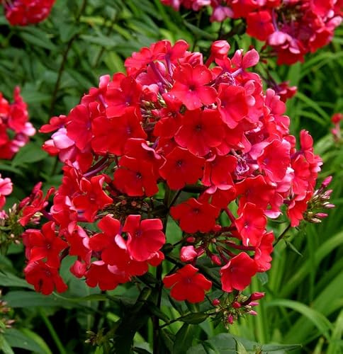 Hohe Flammenblume Red Riding Hood - Phlox paniculata - lebende Gartenpflanze aus den Baumschulen