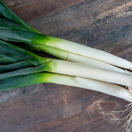 Semillas de puerro resistentes, jardín del balcón orgánicas 800pcs