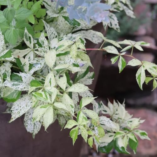 Parthenocissus quinquefolia - resistenti in vaso varietà antiche 125semi