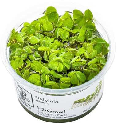Tropica Salvinia auriculata 1-2-GROW!