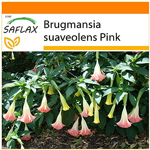 SAFLAX - Garden in the Bag - Engelstrompete/Pink - 10 Samen - Mit Anzuchtsubstrat im praktischen, selbst aufstellenden Beutel - Brugmansia suaveolens Pink