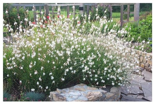 Stauden Gänge 1 x Gaura lindheimeri 'Whirling Butterflies' Prachtkerze weiß | Prachtkerze – winterharte Staude & Dauerblüher für Sonne, mehrjährig, bienenfreundlich, 9x9 cm Topf