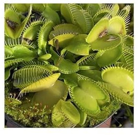 Stk - 5x Dionaea muscipula Olive Green Venusfliegenfalle Pflanzen Samen B1253 - Seeds & Plants Shop by Ipsa