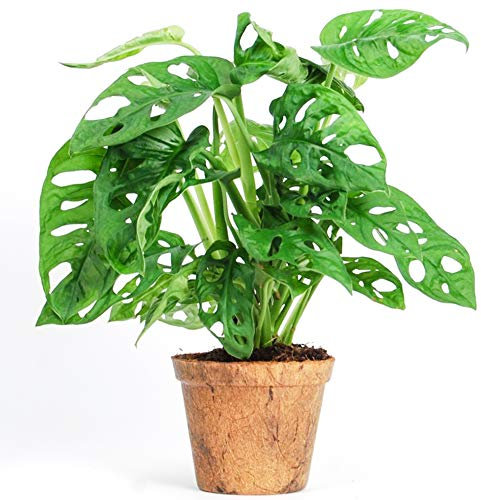 Lovely Monstera obliqua 'Monkey Leaf' Air Purifying Indoor Houseplant 20-30cm