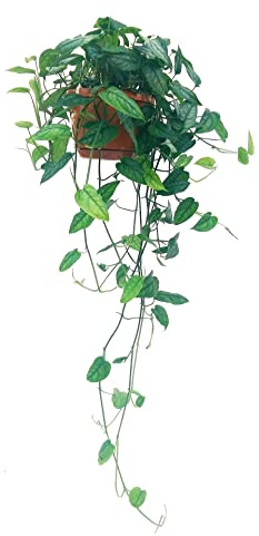 POWERS TO FLOWERS - PHILODENDRON, PHYLODENDRON, MONSTERA SILTEPECANA BASKET XXL, VASO 18CM, pianta vera